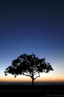 Picture for song 'Tree of Might' by artist 'Noise in My Mind'