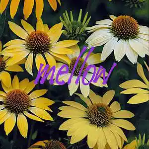 Picture for song 'mellow 2' by artist 'OLIE'