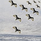 Picture for song 'Benimana' by artist 'Rinaldo'