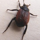 Picture for song 'June Bug' by artist 'Sodderpot'