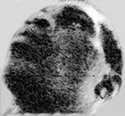 Picture for song 'Long Time Ft. Baby J' by artist 'Yung Legend aka YL'