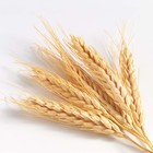 Picture for song 'Wheat 'angs around again' by artist 'Zirconium Mechanism'