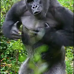 Picture for song 'Beat Ya Chest Instrumental' by artist 'Kin Folk Beats'