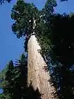 Picture for song 'seraphim trees' by artist 'Otis Jones'