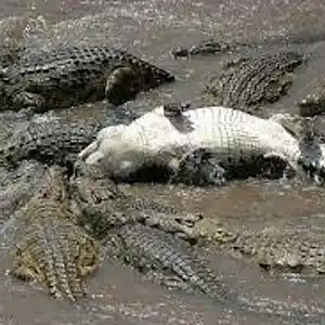 Picture for song 'Death Roll' by artist 'Pete Moss and the Weed Wackers'