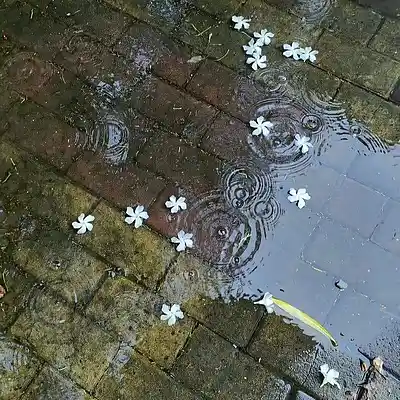 Picture for song 'Caroline 893' by artist 'Kill3r Beats'