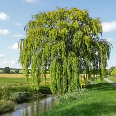 Picture for song 'Willow' by artist 'Mike Curtin'