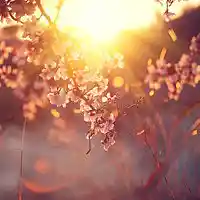 Picture for song 'Sole primaverile ' by artist 'Peter Kosta's Galaxy Rock Band'