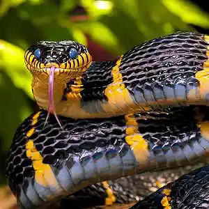 Picture for song 'snake' by artist 'Doshik'