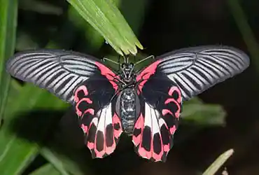 Picture for song 'Easy (collab Renee Anderson / DHW)' by artist 'DHW'