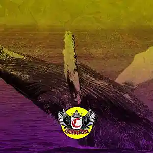 Picture for song 'WHALE (Migos Kodak Black Type Beat 2022)' by artist 'Chorderline'