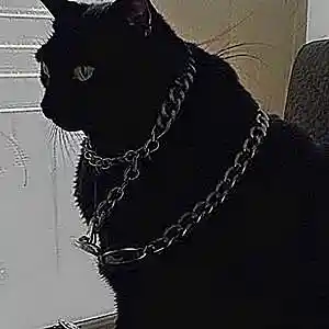 Picture for song 'No Jersey' by artist 'Rodger2077'