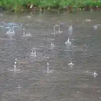 Picture for song 'Rain to Fall' by artist 'The Bard Brothers'