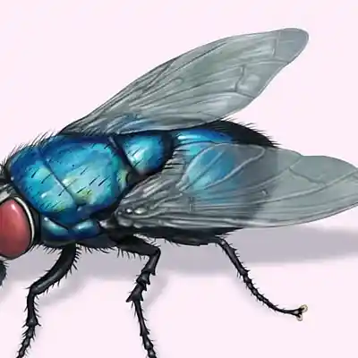 Picture for song 'Bluebottle' by artist 'adj'