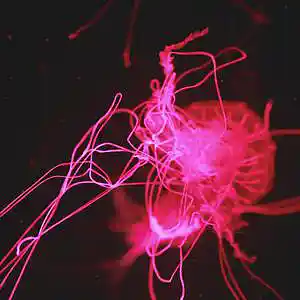 Picture for song 'motion' by artist 'Nech Beats'