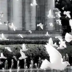 Song picture