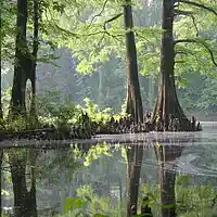 Picture for song 'Blackwater Bayou' by artist 'William Blanchard'