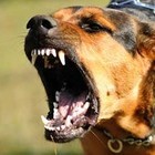 Picture for song 'Like a Dogg ( Prod by DjHappy )' by artist 'Djhappybeatz'