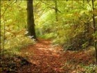Picture for song 'October Song' by artist 'Gary Carlson'
