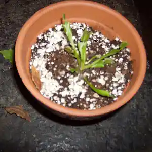 Picture for song 'Diagnonsense' by artist 'JimRoss'