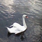 Picture for song ''Enchanted River'' by artist 'Nadia Cripps'