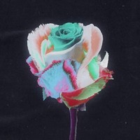 Picture for song 'Mula' by artist 'Pandora Nightz'