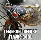 Picture for song 'The Cicada Song' by artist 'Polly Hager'
