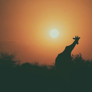 Picture for song 'Sunrise (sfrobeat instrumental)' by artist 'Prodotlifik'