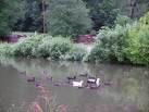 Picture for song 'The Pond' by artist 'Strictly Instrumental'