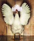 Picture for song 'Introduction' by artist 'The Retarded Chicken'