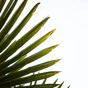 Picture for song 'Swish' by artist 'P.R Beats'