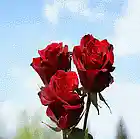 Picture for song 'Starzbeats & Roses - Free DL' by artist 'Starz beats'
