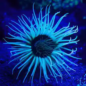 Picture for song 'Anemones' by artist 'mantramania'