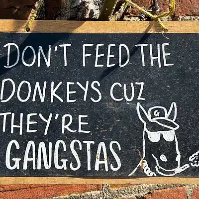 Picture for song 'Don't Feed The Donkeys Cuz They're Gangstas' by artist 'Keith Mitchell'