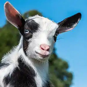 Picture for song 'The Goat's Milk Was Not Always Sweet' by artist 'TechLo'
