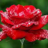 Picture for song 'Crimson Rose (Feat. Jeff Conte)' by artist 'Jeff Leslie'