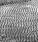 Picture for song 'clean muddy water' by artist 'xcmpx'