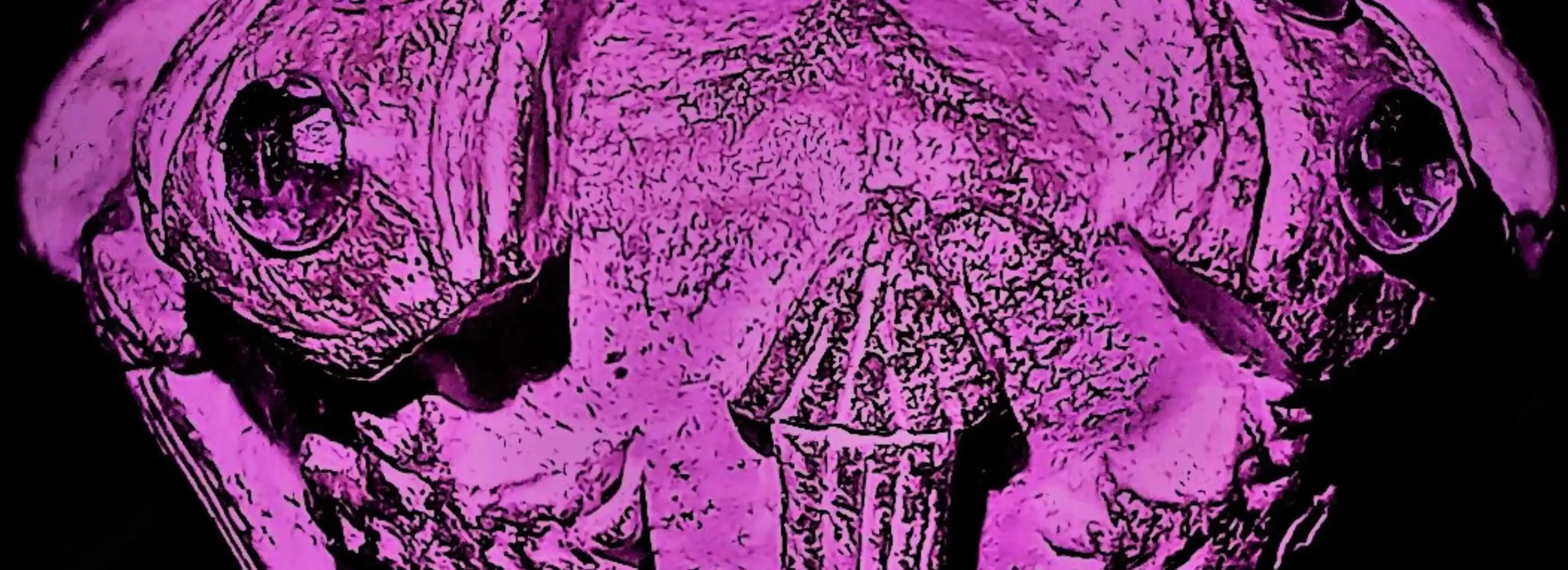 cover pic