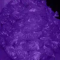 Picture for song '(NEW) Onions ' by artist 'LEXI BANKS'
