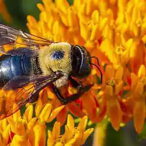 Picture for song '218542' by artist 'Ozostomia2'