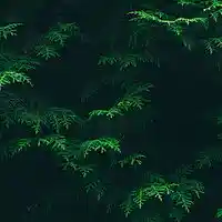 Picture for song 'Wiz Khalifa Type Beat - Principle (Prod Soulbap)' by artist 'SoulBap'