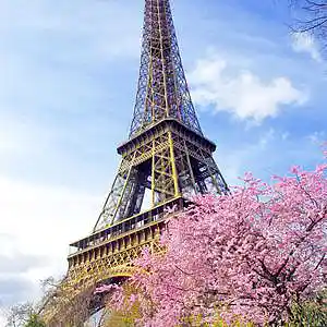 Picture for song 'Roses from paris' by artist 'Trio madethatsh!'