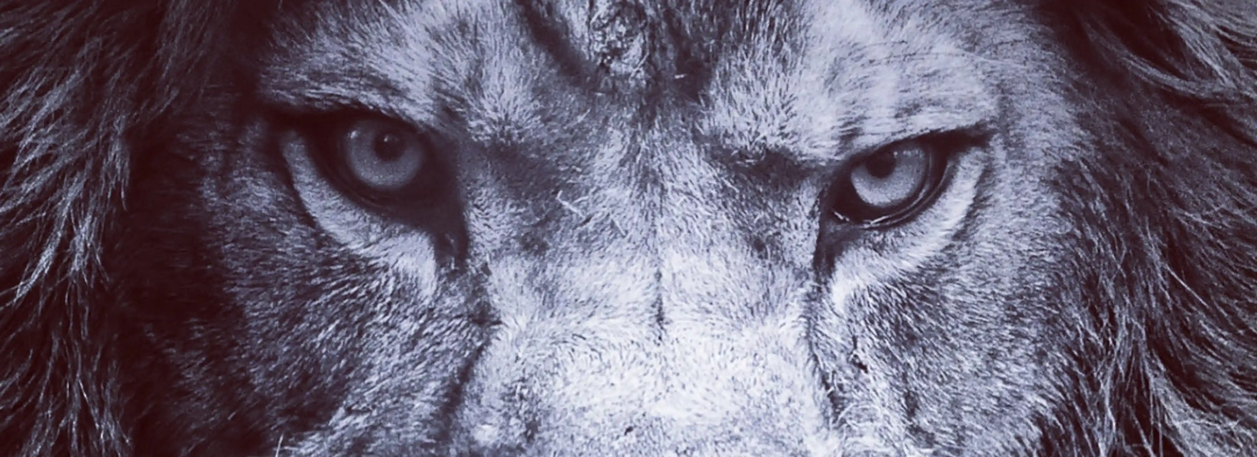 cover pic