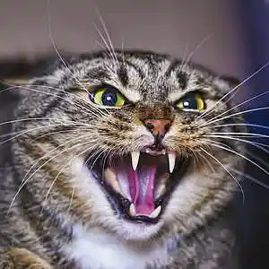 Picture for song 'Angry Cat Calls' by artist 'JoshPranks'