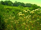 Picture for song 'Dahlia Garden' by artist 'Ajna'
