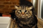 Picture for song 'Thwarted By Pussy.mp3' by artist 'Career Suicide'