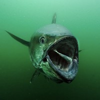 Picture for song '07.26.18 - Tuna - prod. by DOLCE MANA' by artist 'Dolce Mana'