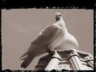Picture for song 'Jahmas - Tauben' by artist 'Jahmas'