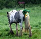 Picture for song 'Beating A Dead Horse Repeatedly(DTO Diss)' by artist 'KillYourSelfNowBich'