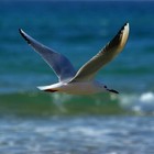 Picture for song '.: To the Sea :. FREE D/L' by artist 'KLC productions'